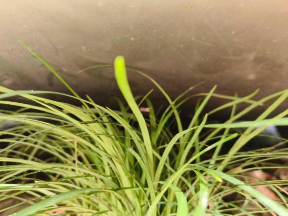 [上海·沪A] 二手蔚来蔚来ES82020款 580KM 六座版