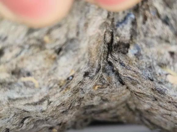 [南昌·赣A] 二手丰田雷凌2019款 185T CVT豪华版 国V