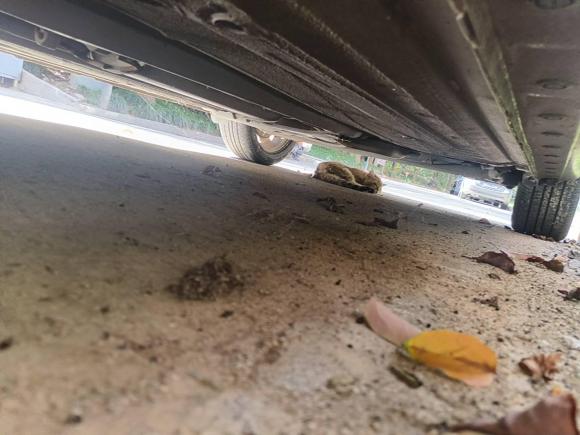 [宁波·浙B] 二手日产骐达TIIDA2011款 1.6T 手动炫动版