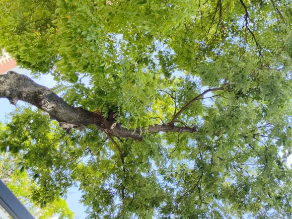 [上海·沪E] 二手斯巴鲁森林人2024款 2.5i AWD 尊贵版EyeSight