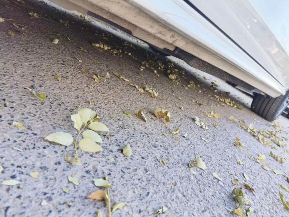 [西安·陕U] 二手奥迪奥迪A4L2020款 40 TFSI quattro 豪华动感型