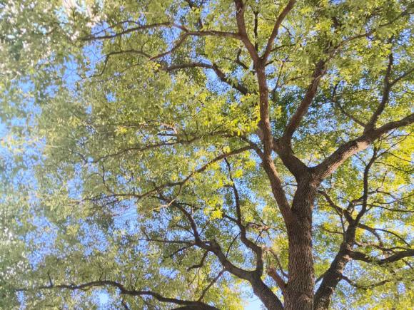 [上海·沪B] 二手本田奥德赛2015款 改款 2.4L 智享版