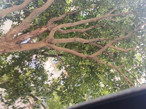 [上海·苏U] 二手日产骐达TIIDA2023款 1.6L CVT智行版