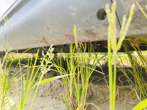 [上海·浙F] 二手福田智蓝精灵E72022款 标准型46.36kWh