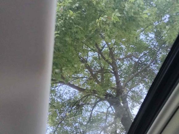 [上海·沪G] 二手英菲尼迪英菲尼迪Q50L2016款 2.0T 悦享版