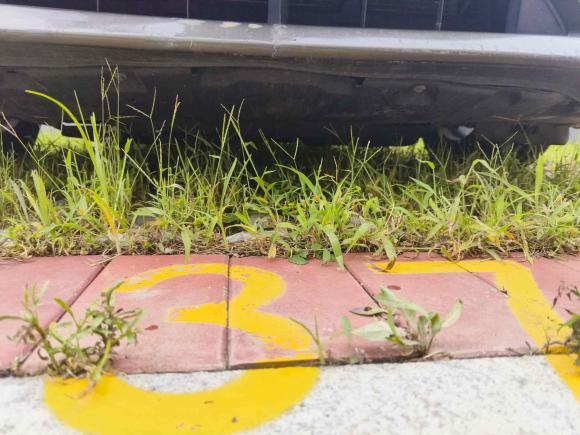 [青岛·鲁B] 二手马自达马自达3 昂克赛拉2014款 三厢 1.5L 手动舒适型