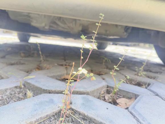 [南通·苏F] 二手smartsmart fortwo2019款 0.9T 66千瓦硬顶风擎版 国VI