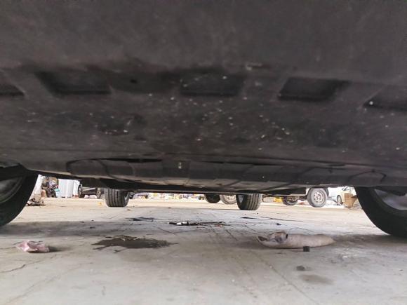 [青岛·鲁B] 二手睿蓝汽车枫叶80v2021款 易行版 三元锂