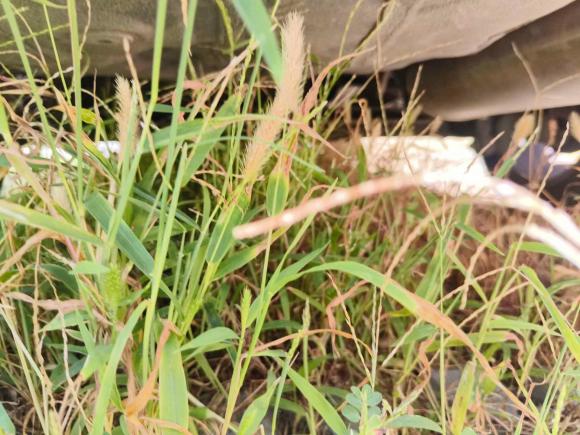 [青岛·鲁U] 二手吉利汽车远景2020款 1.5L CVT亚运版