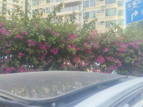 [深圳·粤B] 二手宝沃宝沃BX72016款 28T 两驱豪华版 7座