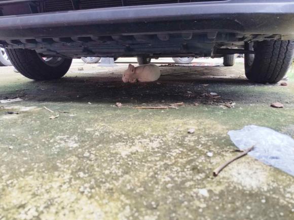 [佛山·粤H] 二手日产日产NV2002016款 改款 1.6L 手动尊雅型