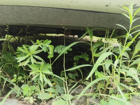 [杭州·浙D] 二手雪佛兰科沃兹2016款 1.5L 自动欣享版