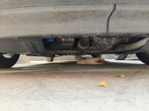 [上海·沪B] 二手别克威朗2018款 两厢GS 20T 双离合进取型