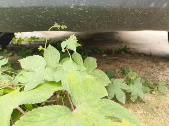 [南京·苏L] 二手瑞驰汽车瑞驰新能源EC752023款 先锋型Ⅰ 41.85kWh