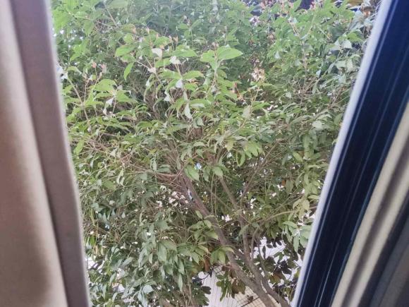 [杭州·浙A] 二手马自达马自达3 昂克赛拉2017款 两厢 1.5L 自动豪华型 国V