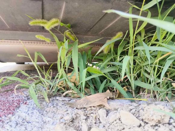 [南京·苏A] 二手吉利汽车星瑞2023款 2.0TD 只此青绿版