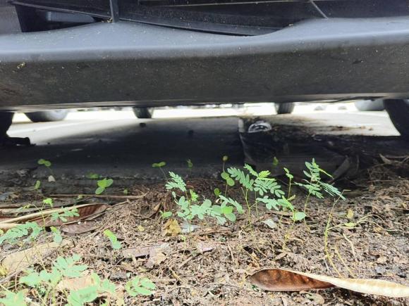 [深圳·粤L] 二手比亚迪海鸥2023款 活力版