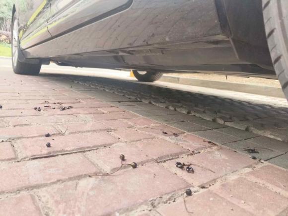 [苏州·苏E] 二手大众迈腾2019款 330TSI DSG 领先型 国V