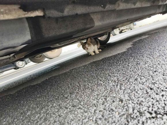 [杭州·苏U] 二手奥迪奥迪Q52018款 典藏版 40 TFSI 技术型