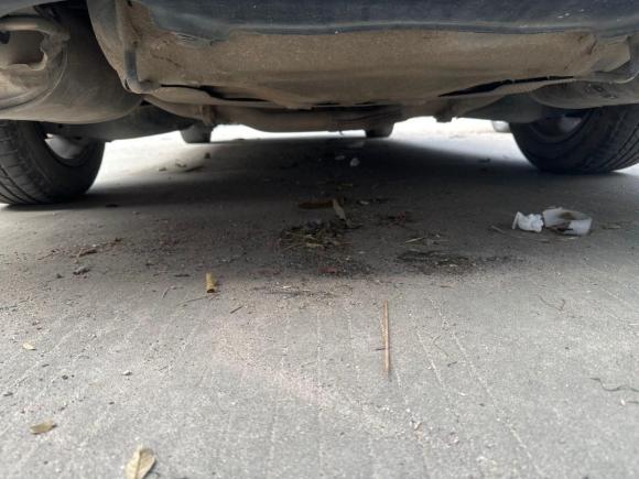 [广州·粤F] 二手马自达睿翼2010款 2.0L 自动豪华版