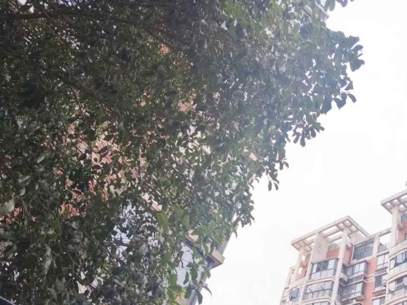[上海·沪B] 二手荣威荣威RX52021款 PLUS 330TGI 自动国潮智臻版