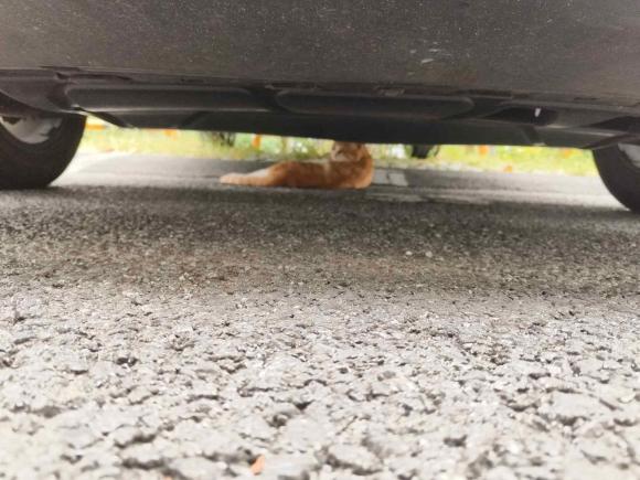 [上海·鄂F] 二手大众朗逸2023款 280TSI DSG星空满逸版