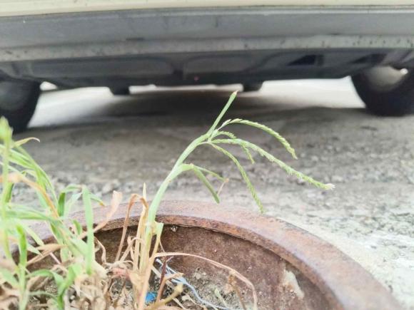 [南京·苏A] 二手大众朗逸2013款 1.6L 自动舒适版