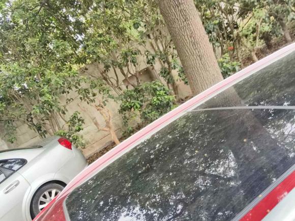 [上海·沪C] 二手比亚迪宋Pro2019款 1.5T 自动精英型