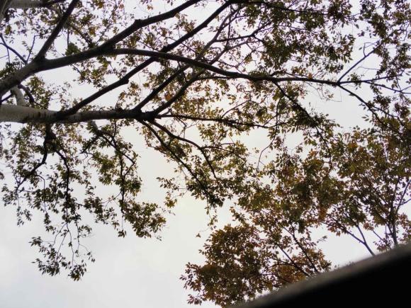 [上海·皖K] 二手名爵MG62021款 Pro 1.5T 自动Trophy智驾旗舰版