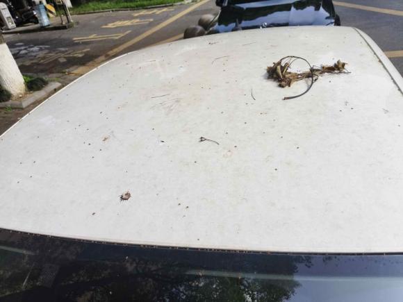 [温州·浙C] 二手大众凌渡2017款 230TSI DSG风尚版