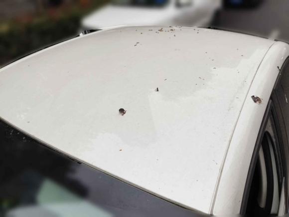 [合肥·皖A] 二手雪铁龙C4世嘉2016款 1.6L 自动豪华型