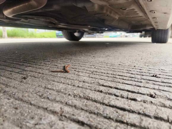 [上海·沪F] 二手名爵MG52021款 300TGI DCT青奢旗舰版