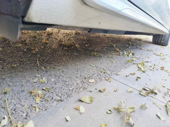 [西安·陕U] 二手奥迪奥迪A4L2020款 40 TFSI quattro 豪华动感型