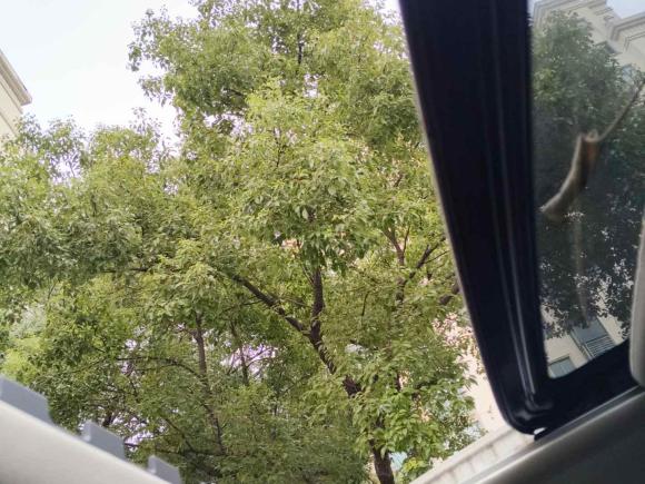 [上海·沪L] 二手本田艾力绅2016款 2.4L 豪华版