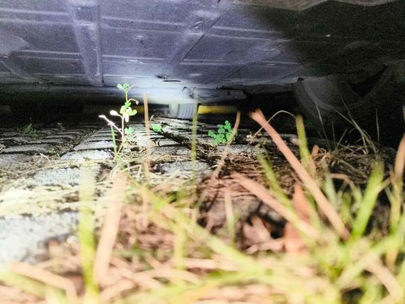 [深圳·粤B] 二手欧拉欧拉好猫2023款 401km标准续航 豪华型 磷酸铁锂