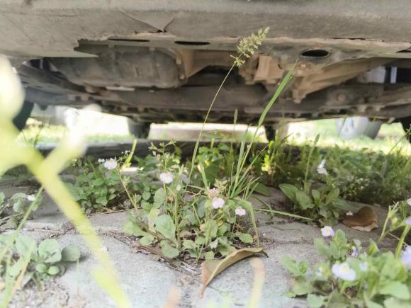 [义乌·浙G] 二手丰田雷凌2017款 改款 185T 手动新锐版 国V