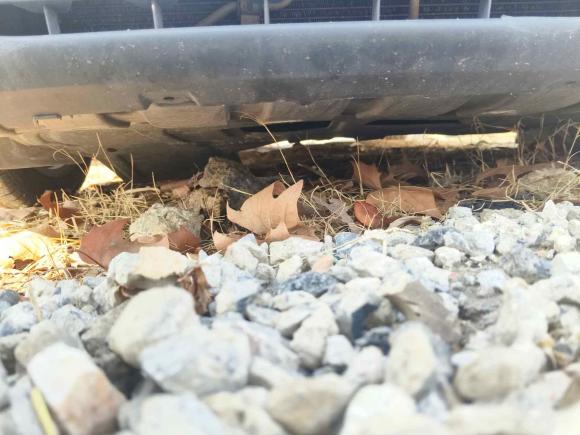 [合肥·皖A] 二手福特福克斯2015款 三厢 1.6L 自动风尚型