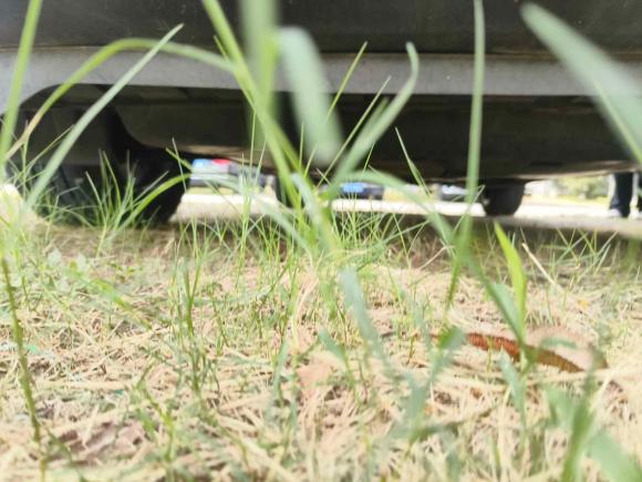 [嘉兴·浙F] 二手本田本田XR-V2015款 1.8L EXi  CVT舒适版