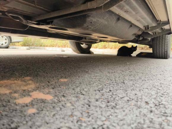 [成都·川A] 二手日产奇骏2020款 2.0L XL ITS CVT 2WD智联舒适版