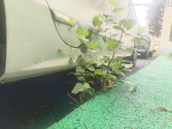 [上海·苏J] 二手大众速腾2018款 1.6L 自动舒适型