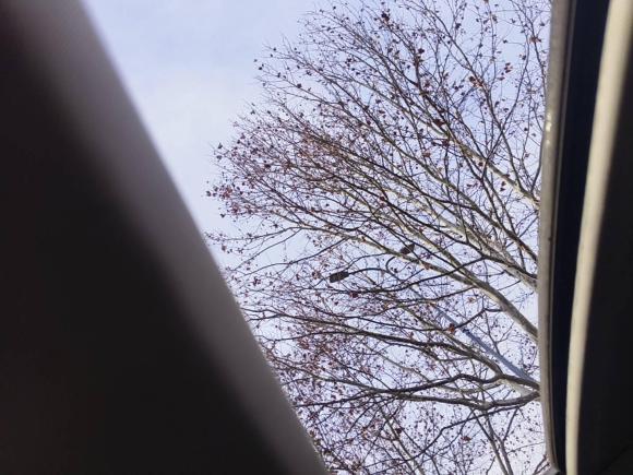 [上海·苏E] 二手福特福睿斯2015款 1.5L 自动时尚型