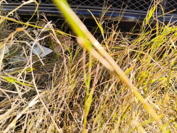 [芜湖·皖B] 二手宝马宝马7系2009款 730Li豪华型