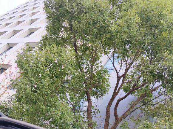 [上海·沪F] 二手英菲尼迪英菲尼迪Q50L2018款 2.0T 舒适版 国VI