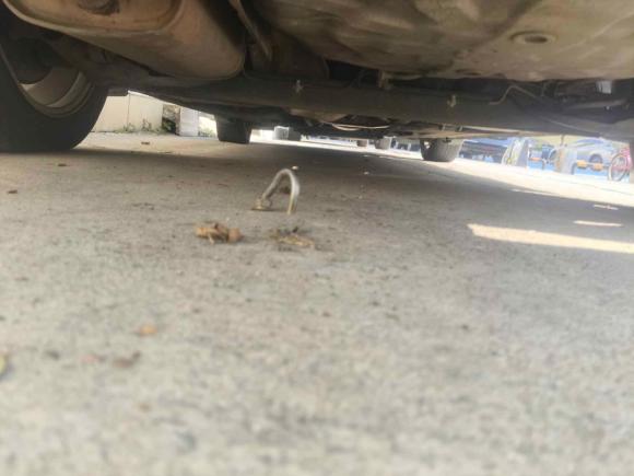 [深圳·粤L] 二手日产轩逸2016款 1.6XL  CVT尊享版