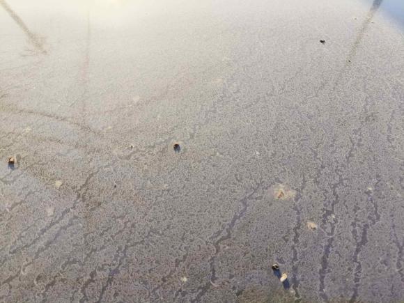 [常州·苏D] 二手大众桑塔纳2016款 1.6L 自动风尚版