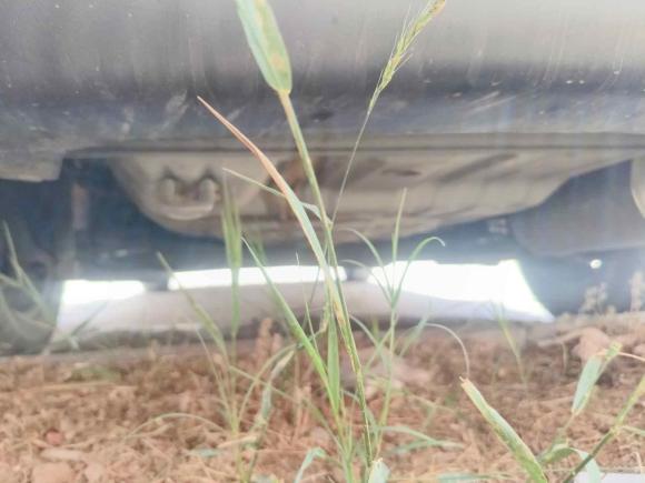 [济南·鲁A] 二手日产阳光2015款 1.5XE 手动舒适版