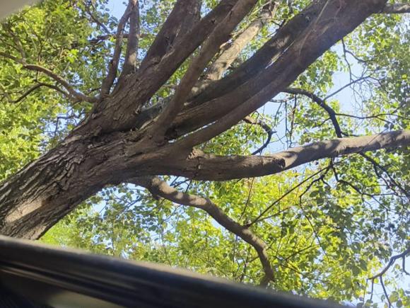 [上海·沪N] 二手大众途安2011款 1.4T DSG智雅版5座