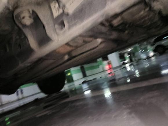 [成都·川A] 二手福特福特F-150猛禽2019款 3.5T 猛禽性能劲化版