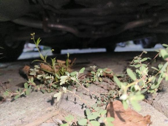 [嘉兴·浙F] 二手日产天籁2020款 改款 2.0T XL Upper AD1 智享领航版