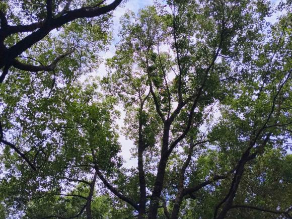 [上海·沪D] 二手宝马宝马4系2014款 420i 设计套装型